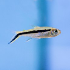 TETRAS Penguin TETRAS Penguin