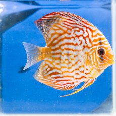 CICHLIDS (DISCUS) Pigeon Blood CICHLIDS (DISCUS) Pigeon Blood