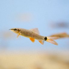 SHARKS Rainbow SHARKS Rainbow