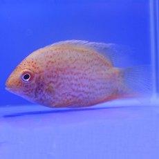 CICHLIDS Red Spot Gold Severum CICHLIDS Red Spot Gold Severum