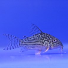 CATFISH Corydorus Sterbai CATFISH Corydorus Sterbai