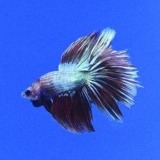 SIAMESE FIGHTER Super Delta Metallic Male SIAMESE FIGHTER Super Delta Metallic Male