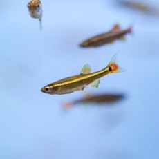 RASBORAS White Cloud Mountain Minnow RASBORAS White Cloud Mountain Minnow