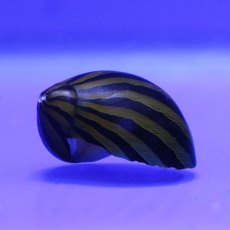 MOLLUSCS Snail Zebra MOLLUSCS Snail Zebra