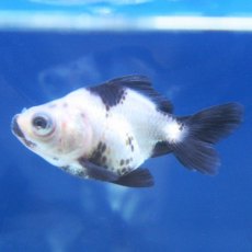 MOOR Panda (Telescope Eye) MOOR Panda (Telescope Eye)