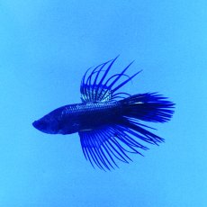 SIAMESE FIGHTER Crowntail Male Black Orchid SIAMESE FIGHTER Crowntail Male Black Orchid