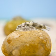 CATFISH Zebra China Sucker (Sewellia Lineolata) CATFISH Zebra China Sucker (Sewellia Lineolata)