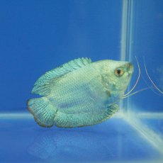 GOURAMI (DWARF) Cobalt Male GOURAMI (DWARF) Cobalt Male
