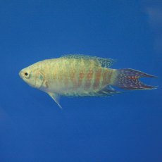 GOURAMI Paradise Fish Blue GOURAMI Paradise Fish Blue