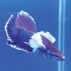 SIAMESE FIGHTER Dumbo Ear Betta Male SIAMESE FIGHTER Dumbo Ear Betta Male