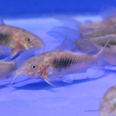 CATFISH Bronze Cory CATFISH Bronze Cory