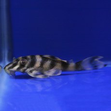 CATFISH Candy Striped Pleco CATFISH Candy Striped Pleco