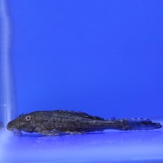 CATFISH Plecostomus CATFISH Plecostomus