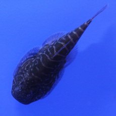 CATFISH Borneo Sucker CATFISH Borneo Sucker