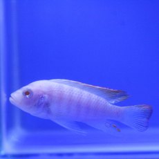 CICHLIDS Albino Ice Blue CICHLIDS Albino Ice Blue