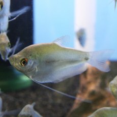 GOURAMI Moonlight GOURAMI Moonlight