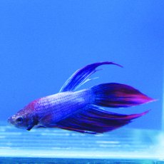 SIAMESE FIGHTER Female SIAMESE FIGHTER Female