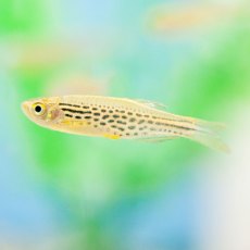 DANIOS Leopard DANIOS Leopard