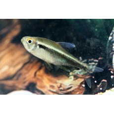 TETRAS Black Neon TETRAS Black Neon