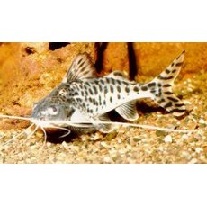 CATFISH Pimelodus Pictus CATFISH Pimelodus Pictus
