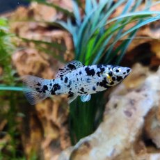 MOLLY Dalmation MOLLY Dalmation