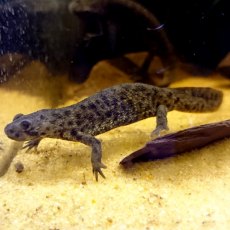 SPECIALIST NEWT Sharp Ribbed SPECIALIST NEWT Sharp Ribbed