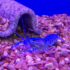CRUSTACEANS Lobster Cobalt Blue CRUSTACEANS Lobster Cobalt Blue