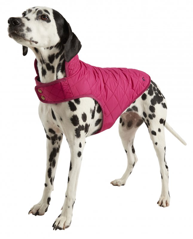 joules dalmatian coat