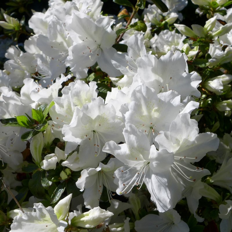 AZALEA EVERGREEN Mary Helen LARGE