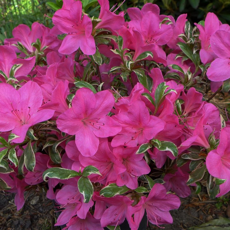 AZALEA EVERGREEN Salmons Leap LARGE