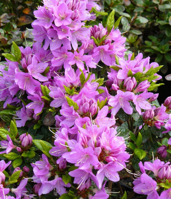 AZALEA EVERGREEN Tit Willow LARGE