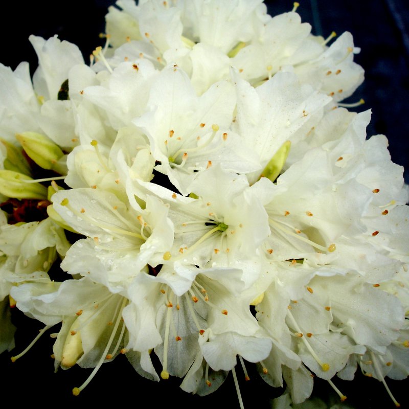 RHODO Dwarf Crane LARGE