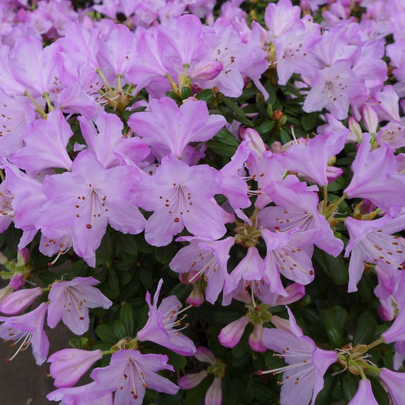 RHODO Dwarf Snipe LARGE