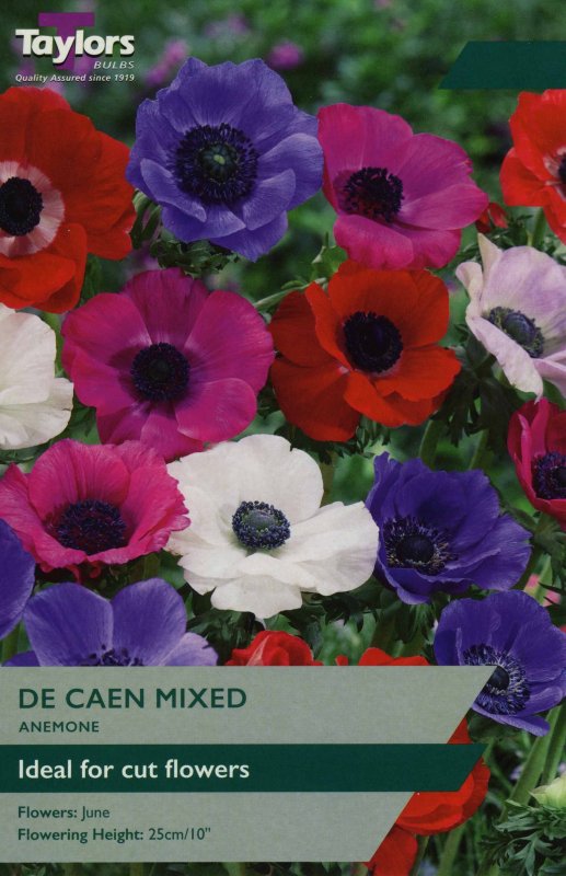 TP713 Anemone De Caen Mixed