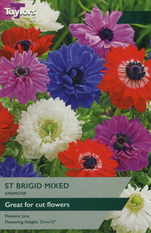 TS627 Anemone St Brigid Mixed