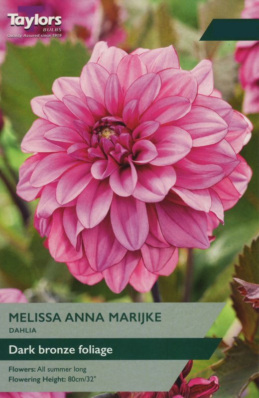 TS425 Melissa Anna Marijke