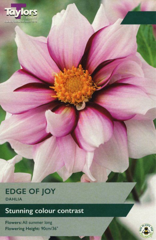 TS416 Edge of Joy