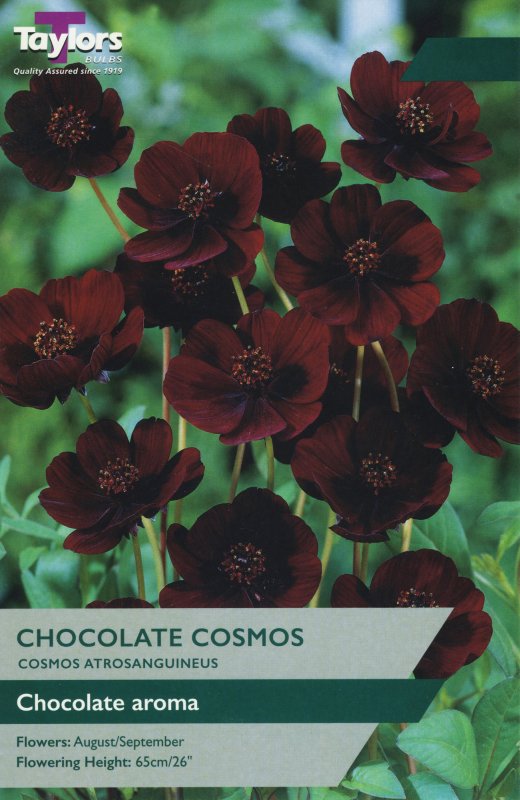 TS726 Chocolate Cosmos