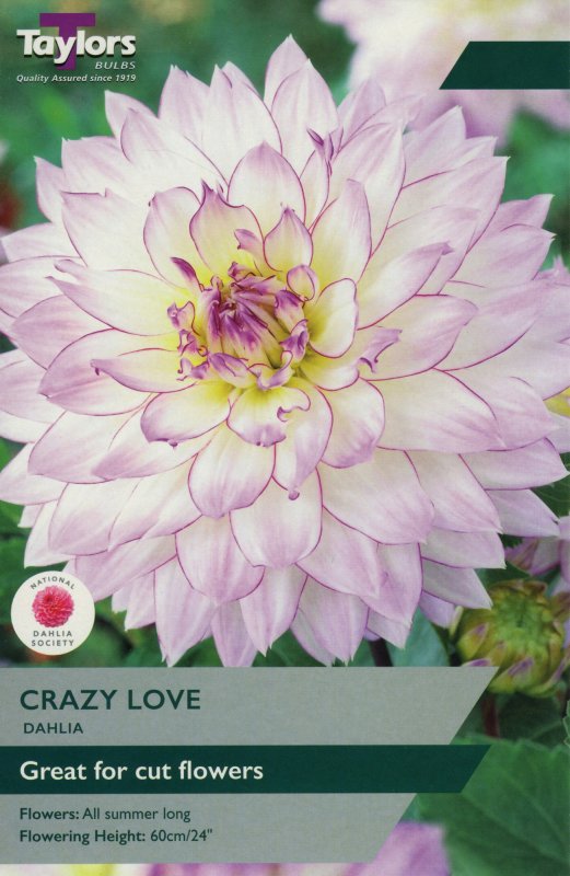 TS306 Crazy Love