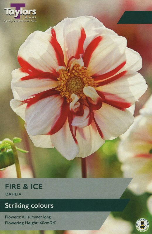 TS422 Fire & Ice