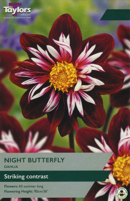 TS455 Night Butterfly