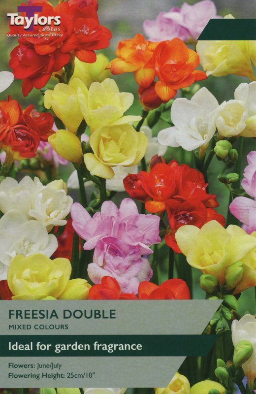 TS675 Freesia Mixed Double