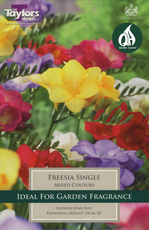 TS677 Freesia Mixed Single