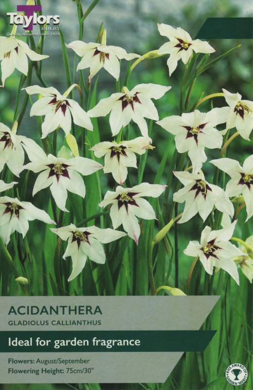 TS740 Acidanthera