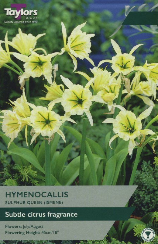 TS746 Hymenocallis Sulphar Queen