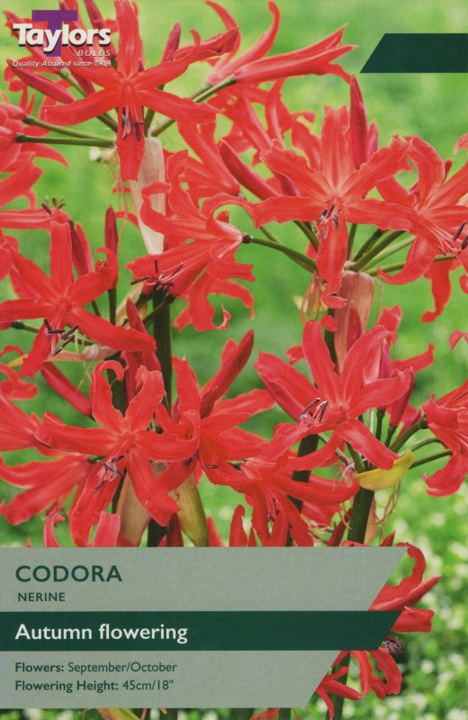 TS764 Nerine Codora