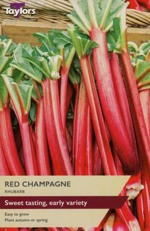 SVEG17C Rhubarb Red Champagne