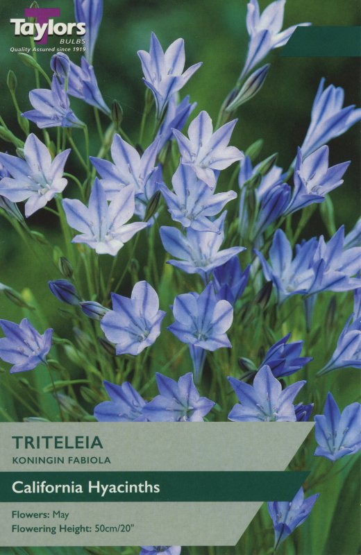 TS797 Triteleia Kon Fabiola