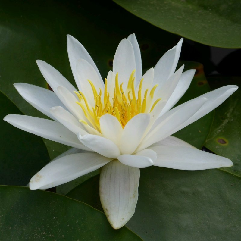 LILYNymphaea Alba