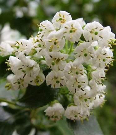 SHRUBESCALLONIAIVEYIILARGE